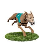 手機捕魚機娛樂城白金賽狗 手機捕魚機娛樂城白金賽狗